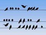 Large Print Birds on a wire