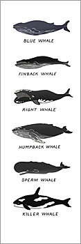 Small Print Whales